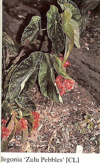 B. ‘Zulu Pebbles’